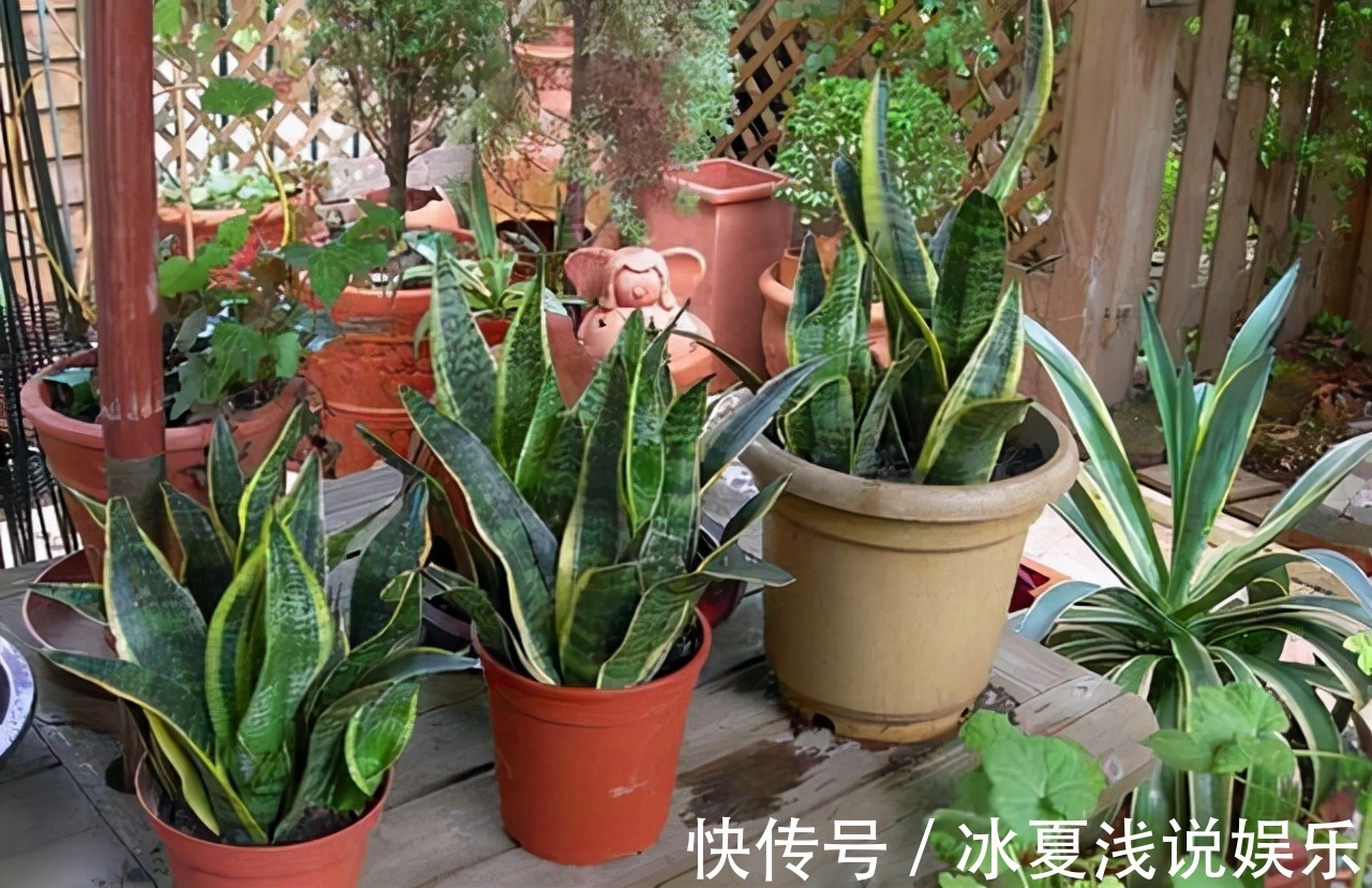 怕水多的“11种花”,家里若有管住手,养不好都是因为太勤了