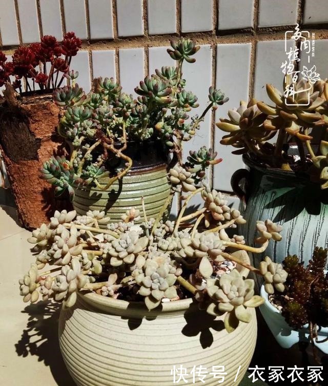 如何让多肉变美看看我是如何宠它们的!如何让多肉变美看看我是如何宠它们的!