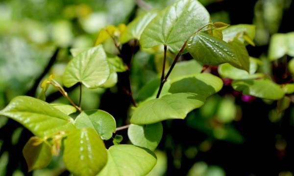 桑葉又稱“神仙草”，堅持用桑葉泡水喝，身體會嘗到4個“甜頭”