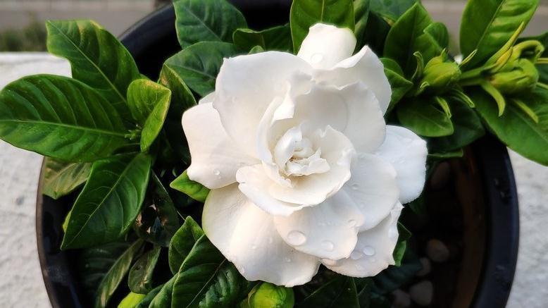 北阳台不适合养花，5种花，在北阳台轻松开出花海