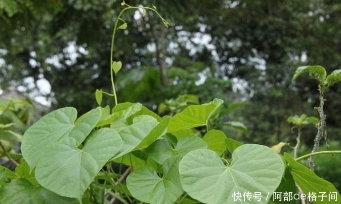 中华青牛胆|这野草，人称“砍不死”，却是治风湿关节的好药材，家中可常备