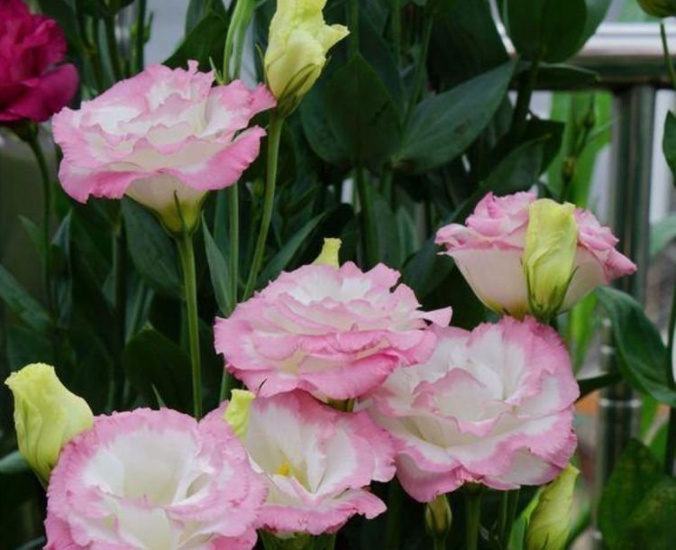 4种花适合新手养，有阳光就爆盆，给点水就疯长，太好养