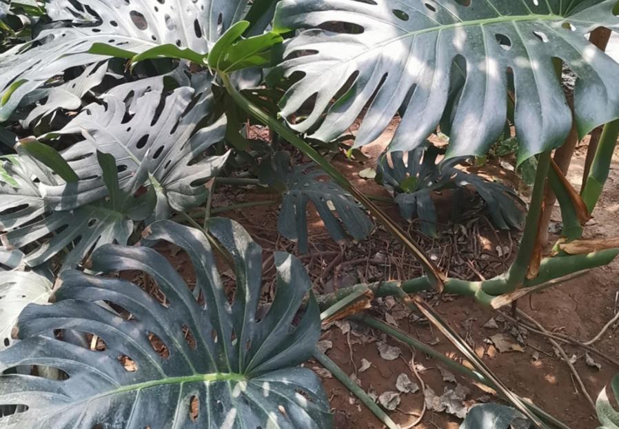 家庭盆栽龟背竹该注意什么?弄懂这些,养好不难