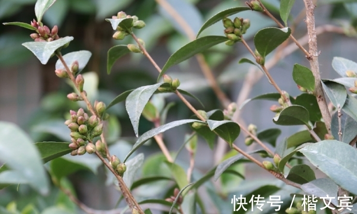 茶花|冬天养茶花，3步操作不能省，否则花苞不长大，根本开不起来！