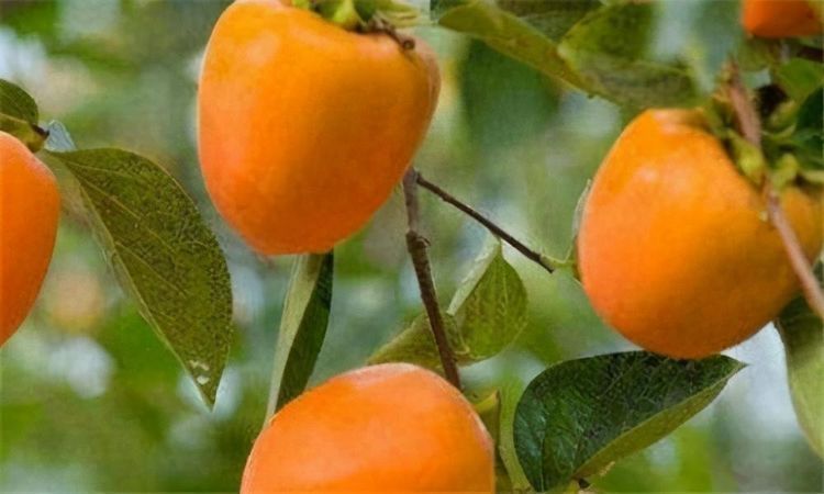 排毒养颜|超市常见的3种食物,排毒养颜、延缓衰老,早吃早受益!