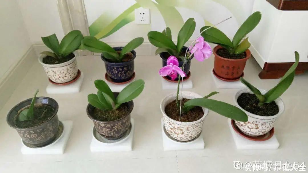 花苞|天热了，20种花最怕浇水，浇得越多，死得越快