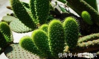 仙人掌|5种花都可“当药用”，养一盆，需要摘一点，再不怕有“小毛病”