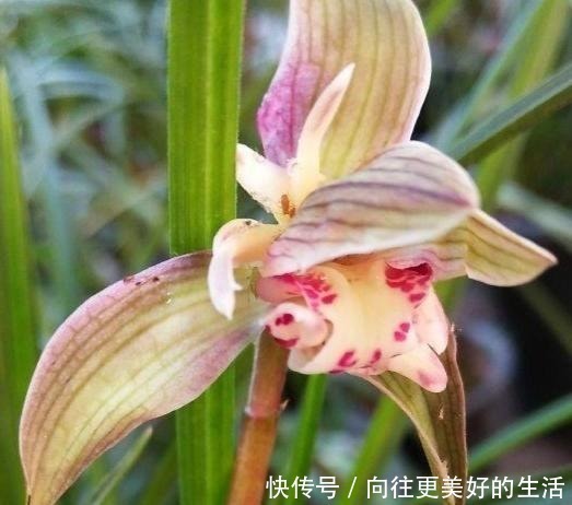 葡萄|兰花只浇水,太没新意了!试试我的方法,叶片坚挺有力,还能爆花!