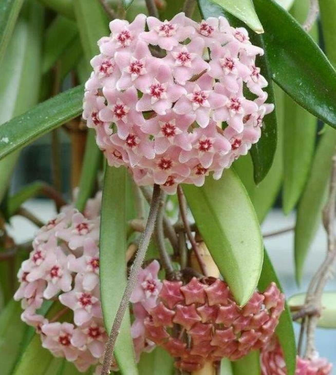 财运|家里就养4种花,耐旱耐晒,财运福运滚滚来,幸福满满,家中必备