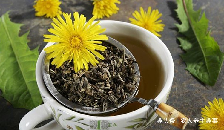 农村|农村不起眼的野草,浑身是宝,号称肝的“清洗剂”,现在吃正当季