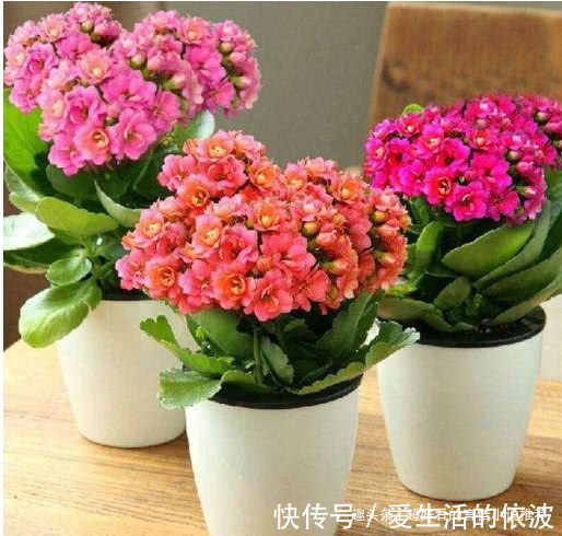 什么发财树、君子兰都不如这“3种花”,好养易活,养人又旺财!