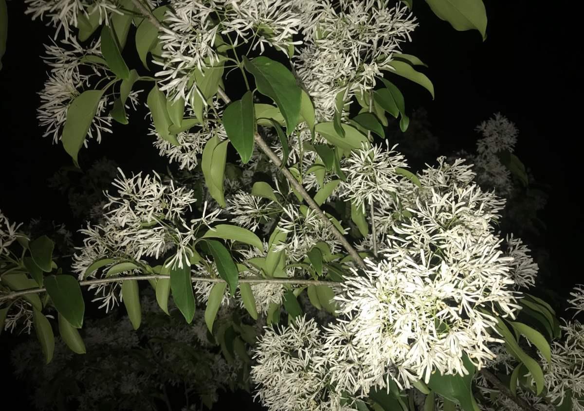 院子里种6种花，开春能开上千朵，院子变花园