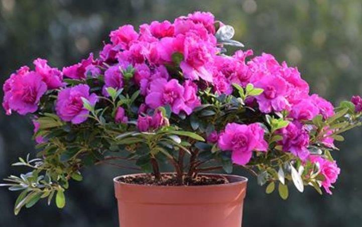 4种花美的出奇,被称“开花小能手”,开花不断,变花海