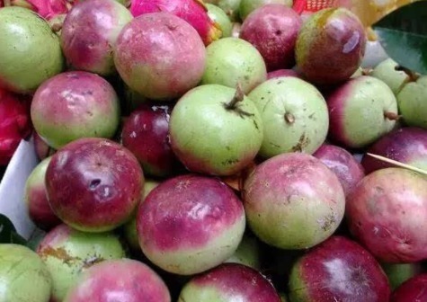 牛奶果|女性常吃此果，子宫干净了，远离妇科炎症，不想肌肤粗糙可以试试