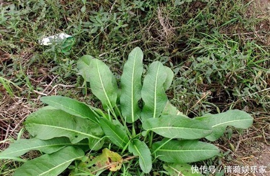 野菜|农村常见的一种“牛舌头”,谁见谁厌烦,殊不知还是上佳野菜