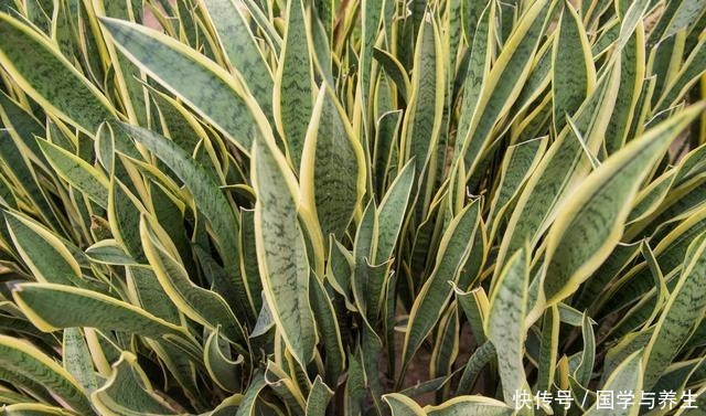 卧室养3种花,晚上也能释放氧气,睡觉睡的香!