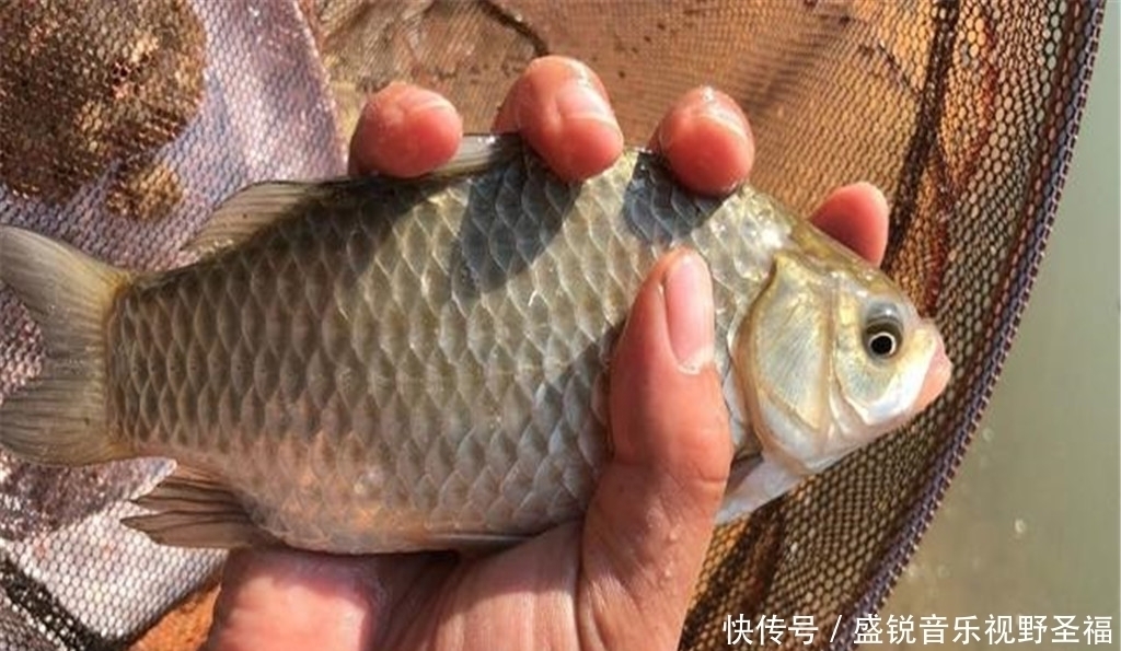 鱼儿们|夏季野钓鲫鱼，这3种地方别错过，下面可能藏着一群鱼