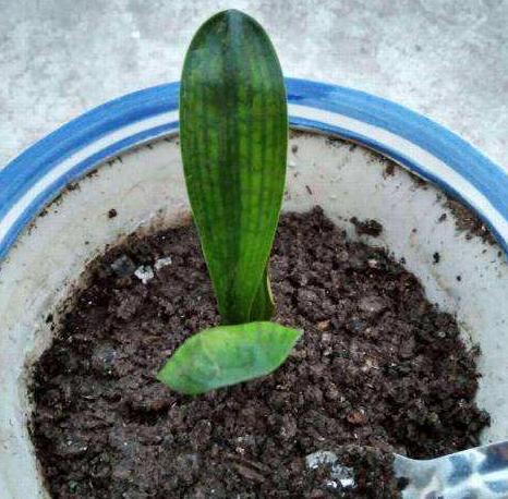 如何让花草长得旺、不生虫3种''粉末''掺到土里,可早做预防