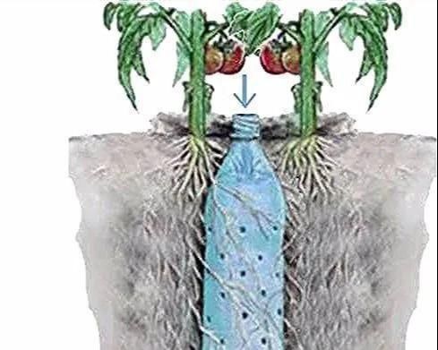 植物|没地种花种菜,没时间浇水几个塑料瓶就能解决,DIY变废为宝