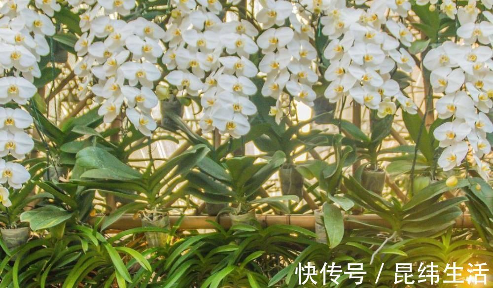 光照不好的地方，养这3种花，一样长得好