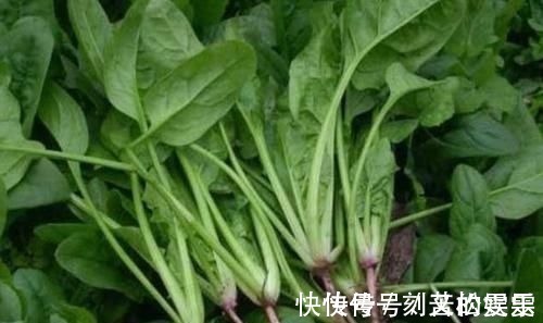 秋葵|养胃小技巧:坚持两事,少碰三白,常吃四绿,或会对胃有好处