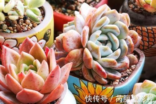 给多肉喂2种肥水，15天喝一次，叶片圆滚滚，长成肉墩子！