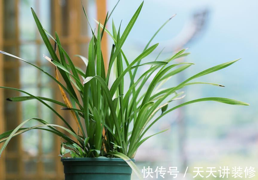 风雨兰|兰花难养,这些替代品可以选择,美起来不输兰花