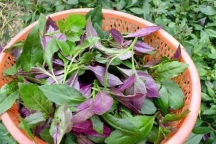 观音苋|长得河边的“它”,“降压”有奇效,只需嚼2片,血压降下来!