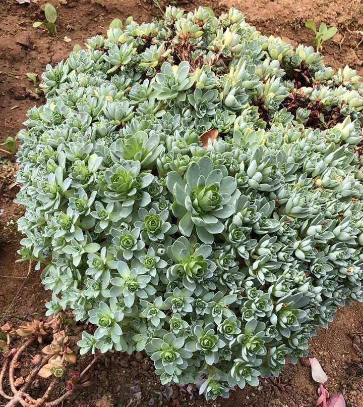 红边|姐姐养了9年的多肉,没有买肥就用它,个个长成精!