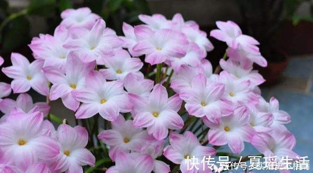 泼辣的“胖美人”10块钱买“一堆”，狂风暴雨后，妖艳花满地