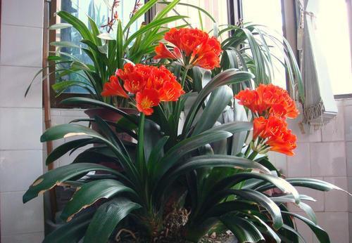 君子兰难开花?掌握几个小技巧,长新叶不夹箭,开出层叠群花!