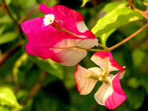 三角梅越冬困难，掌握几个小技巧，就能安全越冬，减少冻伤