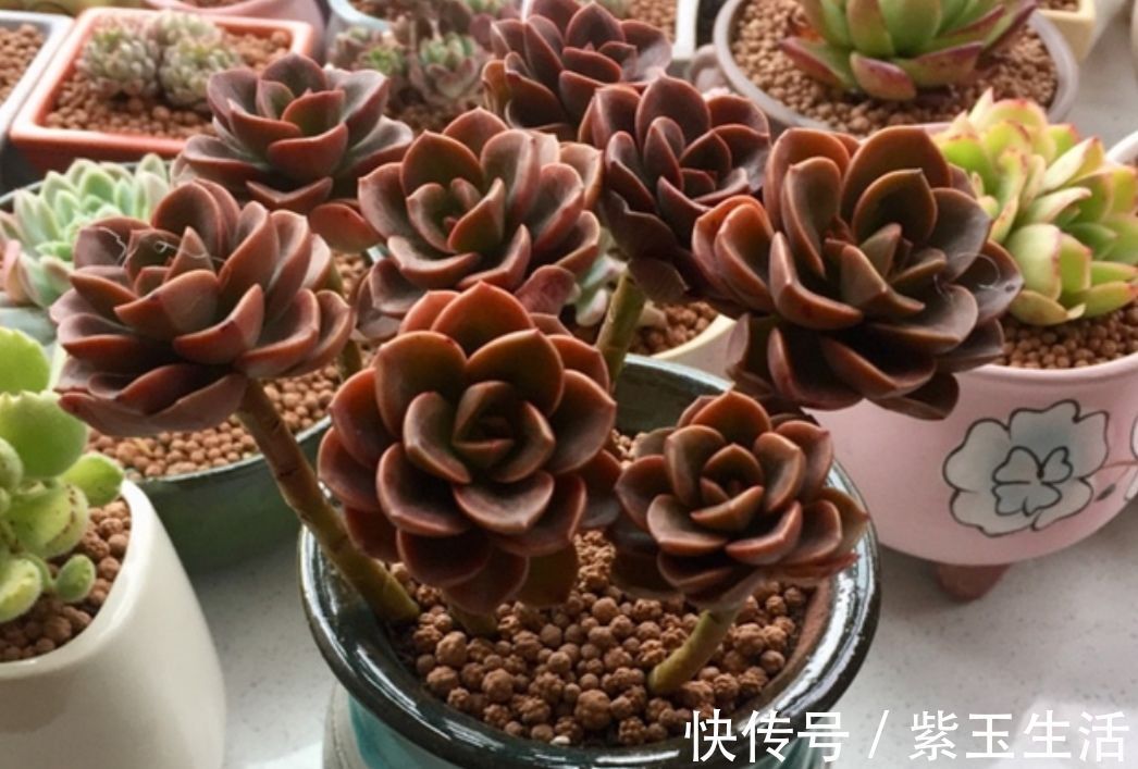 夏天|夏天养多肉,教你3个养护技巧,不再烂根化水