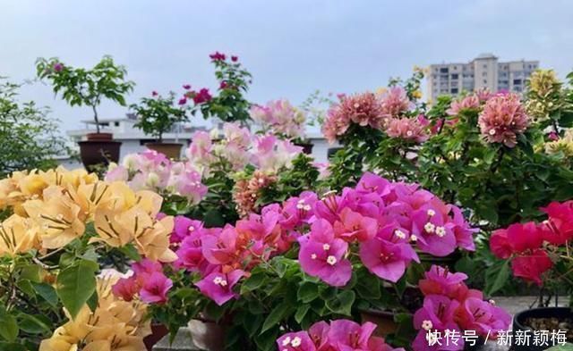 太阳花|6种花不能长太高,长高就得剪,因为越矮开花越多,越矮越漂亮