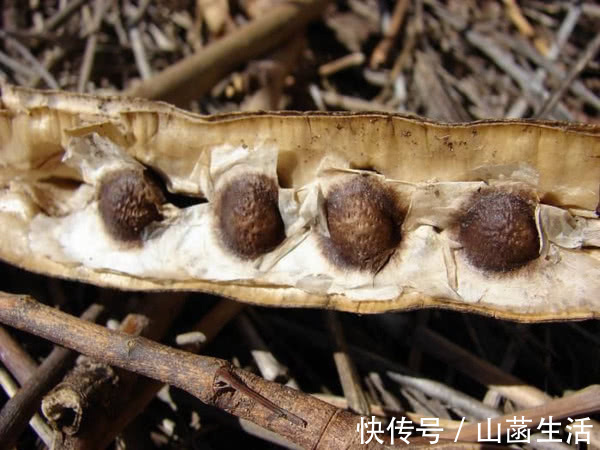 人参|枸杞和“它”一起泡,营养比“人参”还高!肾不再虚,失眠都好啦