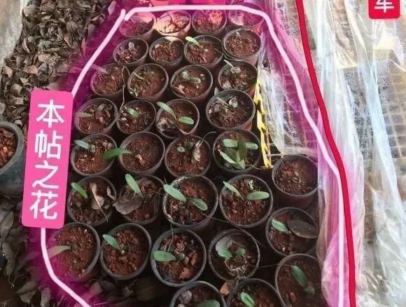 一棵长寿的花,124个花箭,开花,锅盖打开的方法