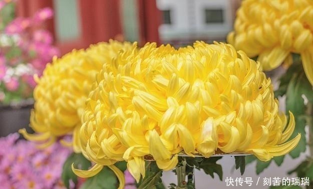 相思病@李煜最凄美的一首词,开篇便令人惊艳,连枫叶都染上了相思病