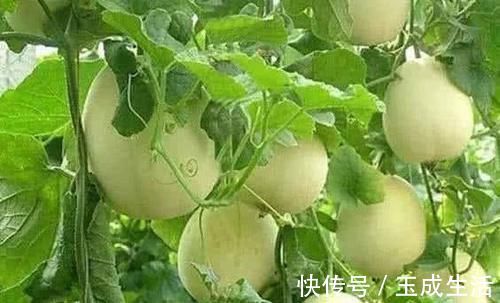 润肺|想长寿全靠吃,不妨多吃3种食物,润肺养颜,降血脂,好处多多