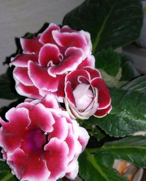 此“花”艳丽富贵,花期长达半年,耐阴好养,1朵开20天不谢