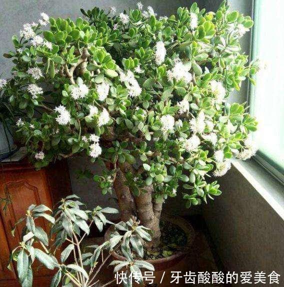 10大健康花,建议养一盆,不但能吸废气制氧气,还好养贵气