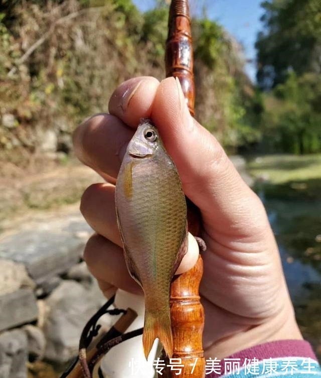 新版“四大家鱼”,每一种都让钓鱼人“头疼”,你认识吗