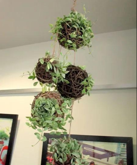 室内绿植种花不用盆，揉一个小球吊起来就让家里美翻