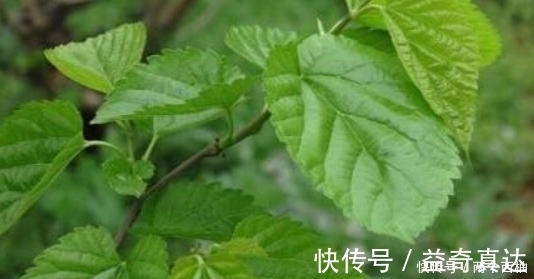 桑叶泡水|桑叶泡水太厉害了，男人女人都离不开，现在清楚还不晚