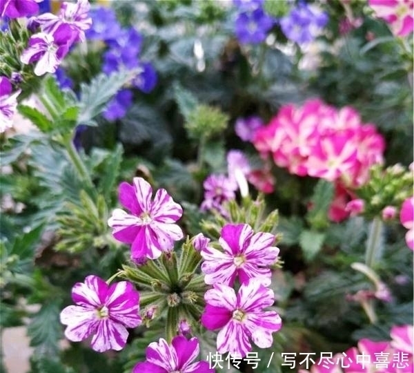 路边看见1种花,扯根枝条带回家,遇水就生根,盆栽特漂亮