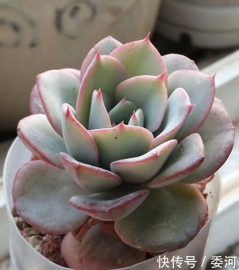 从小就喝洗米水长大的多肉,快来看看来自多肉的强势“逆袭”!