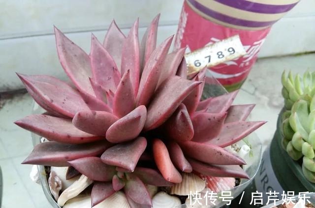 s只要家里有油桶,就不用花钱买花盆!多肉种在油桶里,叶子胖嘟嘟