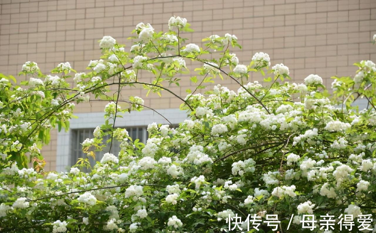 陈阿姨养七里香,加一点自制肥料,四季常青,花期开满一盆