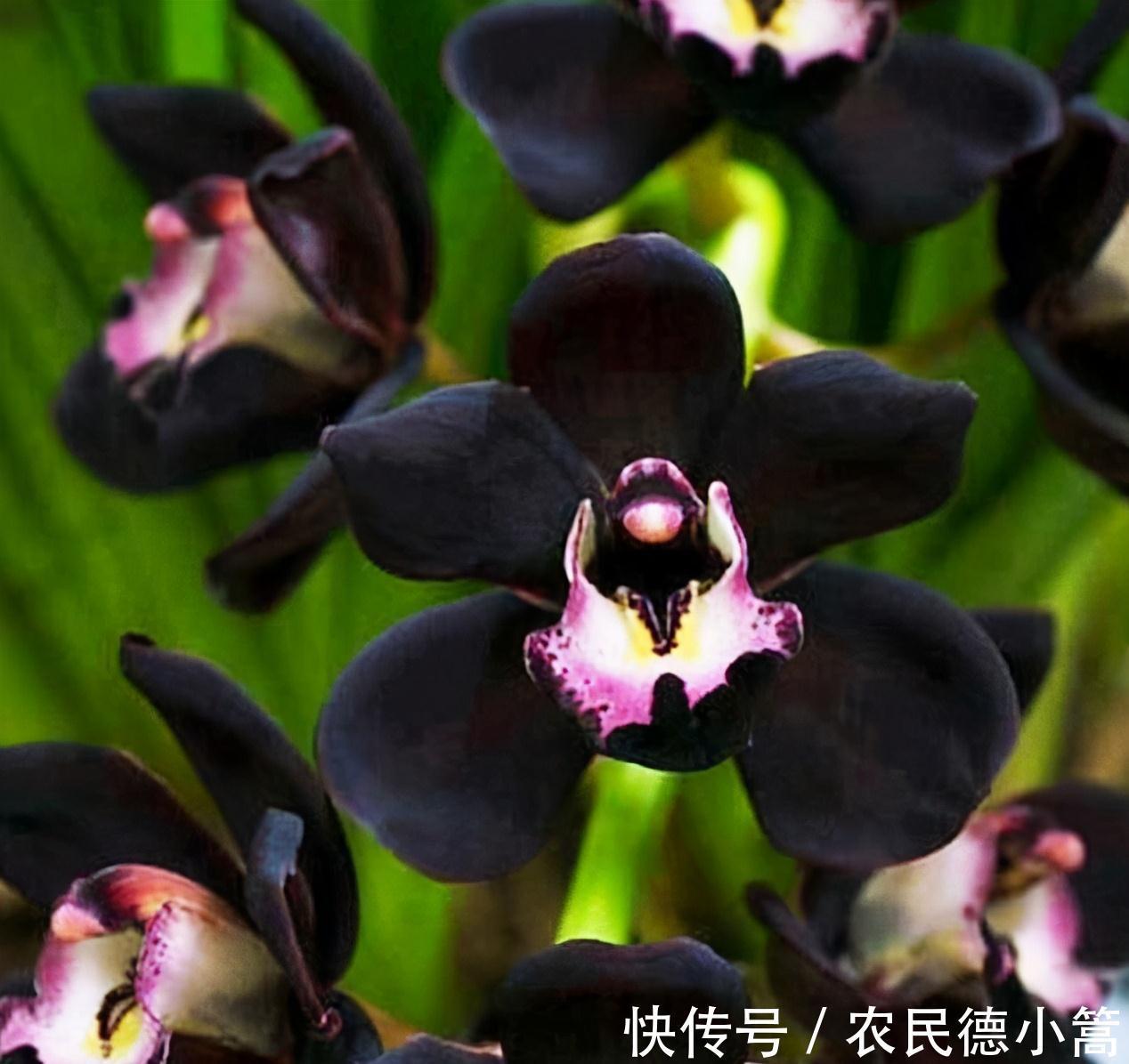 不像兰花的兰花，被誉为是兰花界的黑魔法，新手也可以养