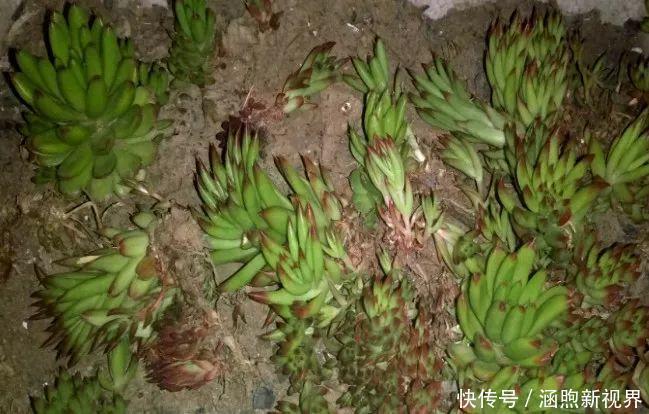 叶插|别人扔的多肉,他非要捡,最后照样也能养爆盆!