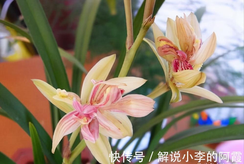 富贵|适合客厅养的5种漂亮花,喜庆大气又吉祥,幸福感满满